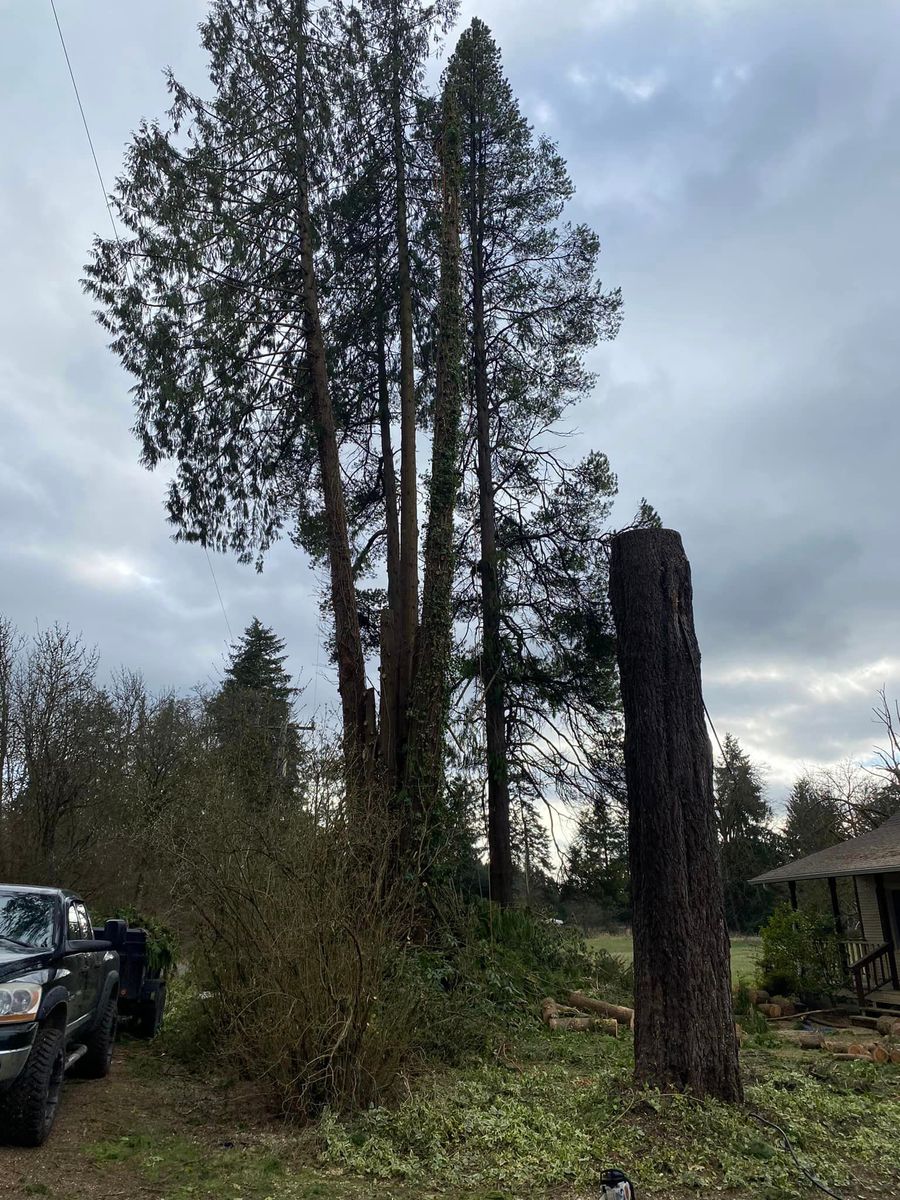 Shrub Trimming for Juan Esteban Landscape service LLC  in Bonney Lake, WA