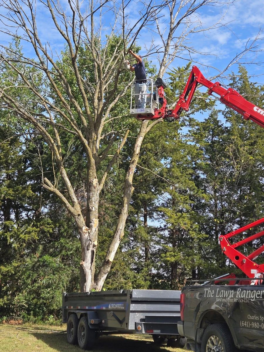 Tree Removal for Lawn Ranger Yard And Tree Service LLC in Ottumwa, IA