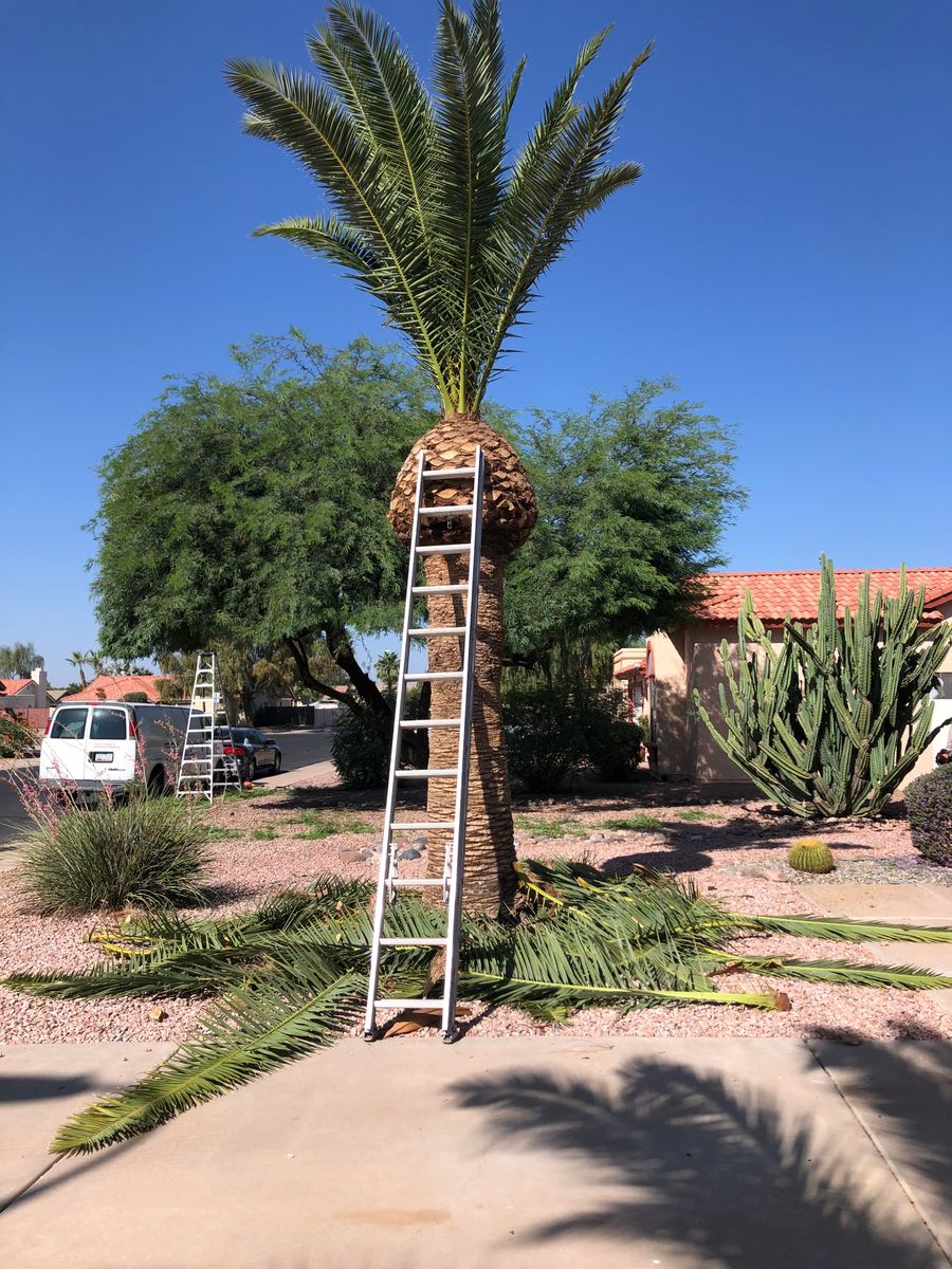 Palm Tree Trimming for Revolution Landscape Construction in Mesa, AZ