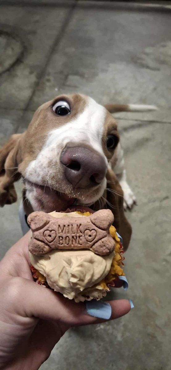 Boarding and Daycare for Curbside Clips Mobile Grooming in Roachdale, Indiana