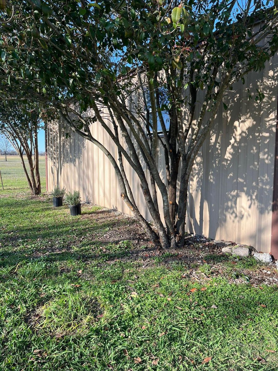 Shrub Trimming for Piña’s Lawncare in Limestone County, TX