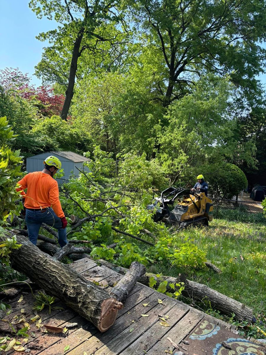 Tree Removal for R. Longoria Constructions in Cheverly, MD