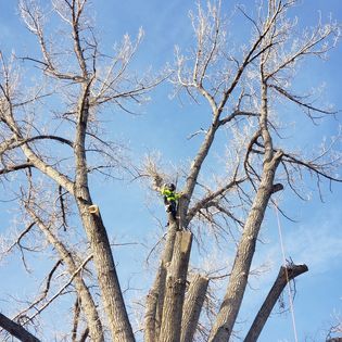 Tree Trimming for Two Fellers Tree Service in Buffalo, WY