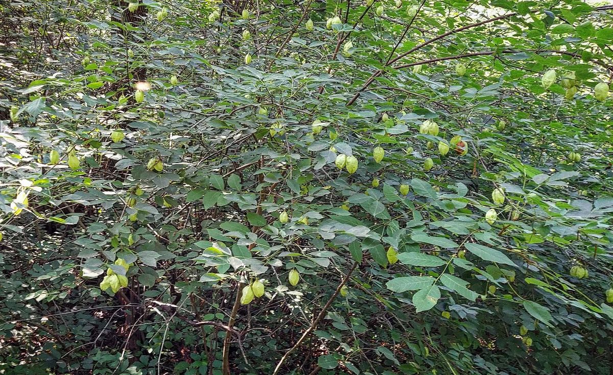 Forestry Services (TSI / FSI / Thinning) for Bluffside Forestry in Cedar Rapids, IA
