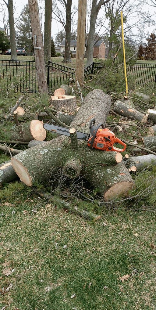 Tree Removal for Kingdom Tree Trimming and Removal LLC in Covington, KY