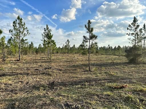 Land Clearing for AL Dirtworks LLC in St. Augustine, FL