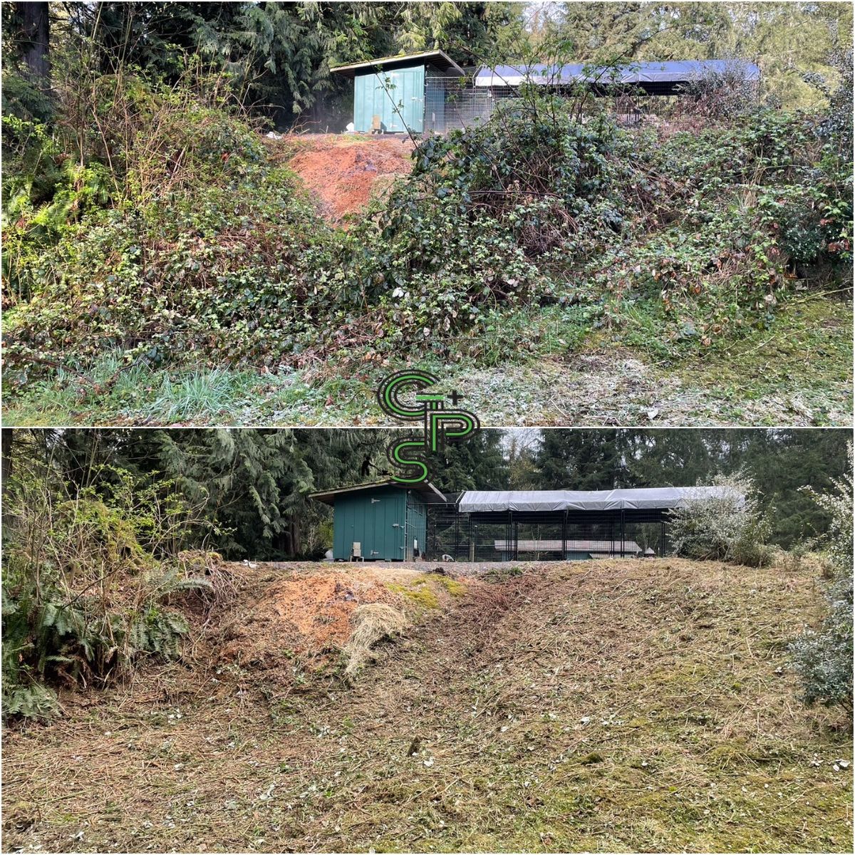 Brush Clearing - Bramble Clearing - Blackberry Clearing for Golovin Property Services LLC in Marysville, WA