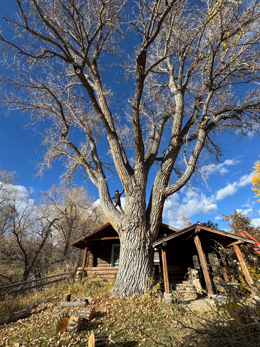 Tree Removal for Clean Cut Tree Service in Gillette, WY