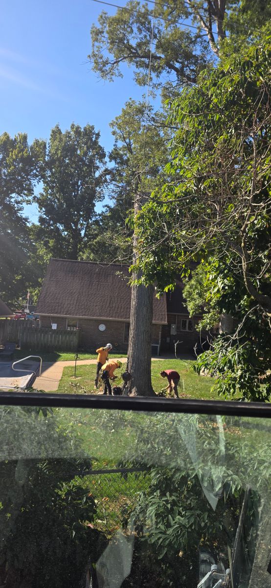 Tree Removal for Advanced Tree Solutions in Rockville, IN