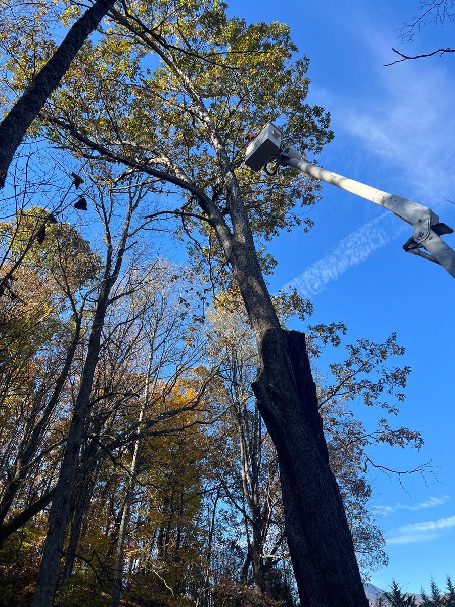 Tree Trimming for Ground To Sky Tree Care in Asheville, North Carolina