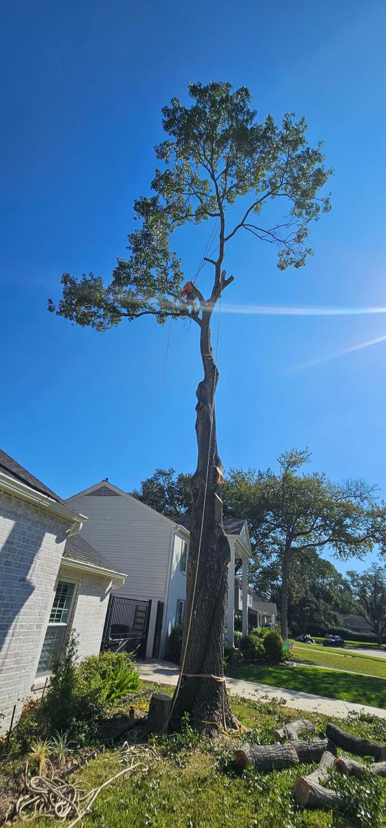 Tree Removal for Servin's Tree Care  in Houston, TX