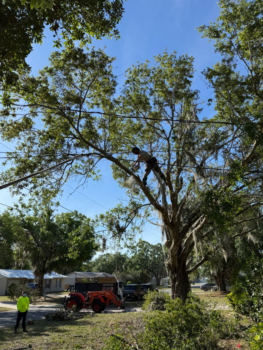 Tree Pruning for Amerigrown Tree And Lawn in Apopka, FL