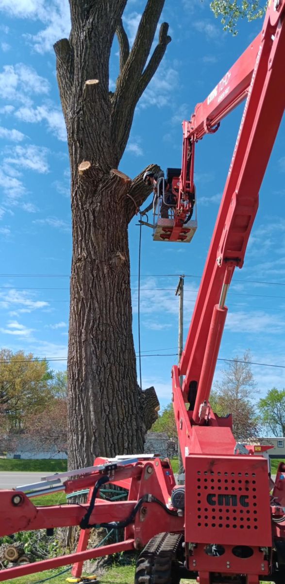 Tree Trimming for Lawn Ranger Yard And Tree Service LLC in Ottumwa, IA