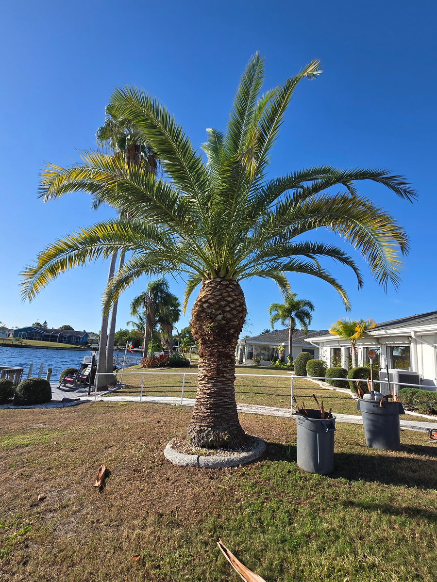 Tree Pruning for TREE BOYS in Ruskin, FL