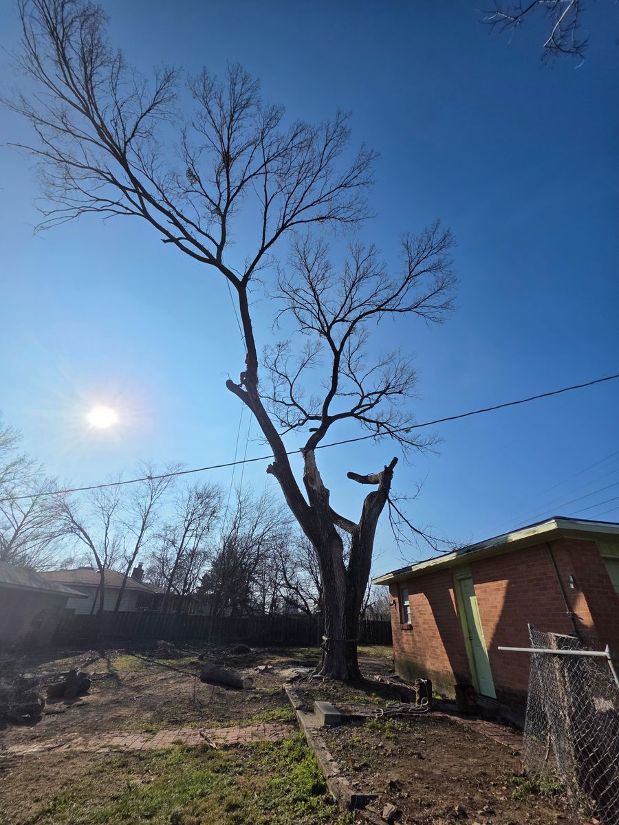 Tree Removal for Oklahoma Tree Guy in Bartlesville, OK