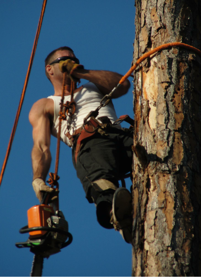 Tree Removal for David's Tree Service in Slidell, LA