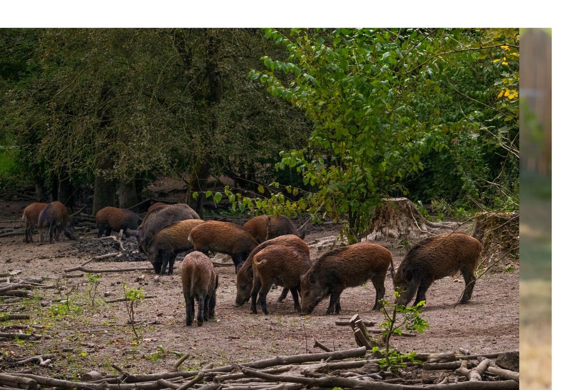 Proactive Hog Trapping for Havoc Hog Control in Molino, FL