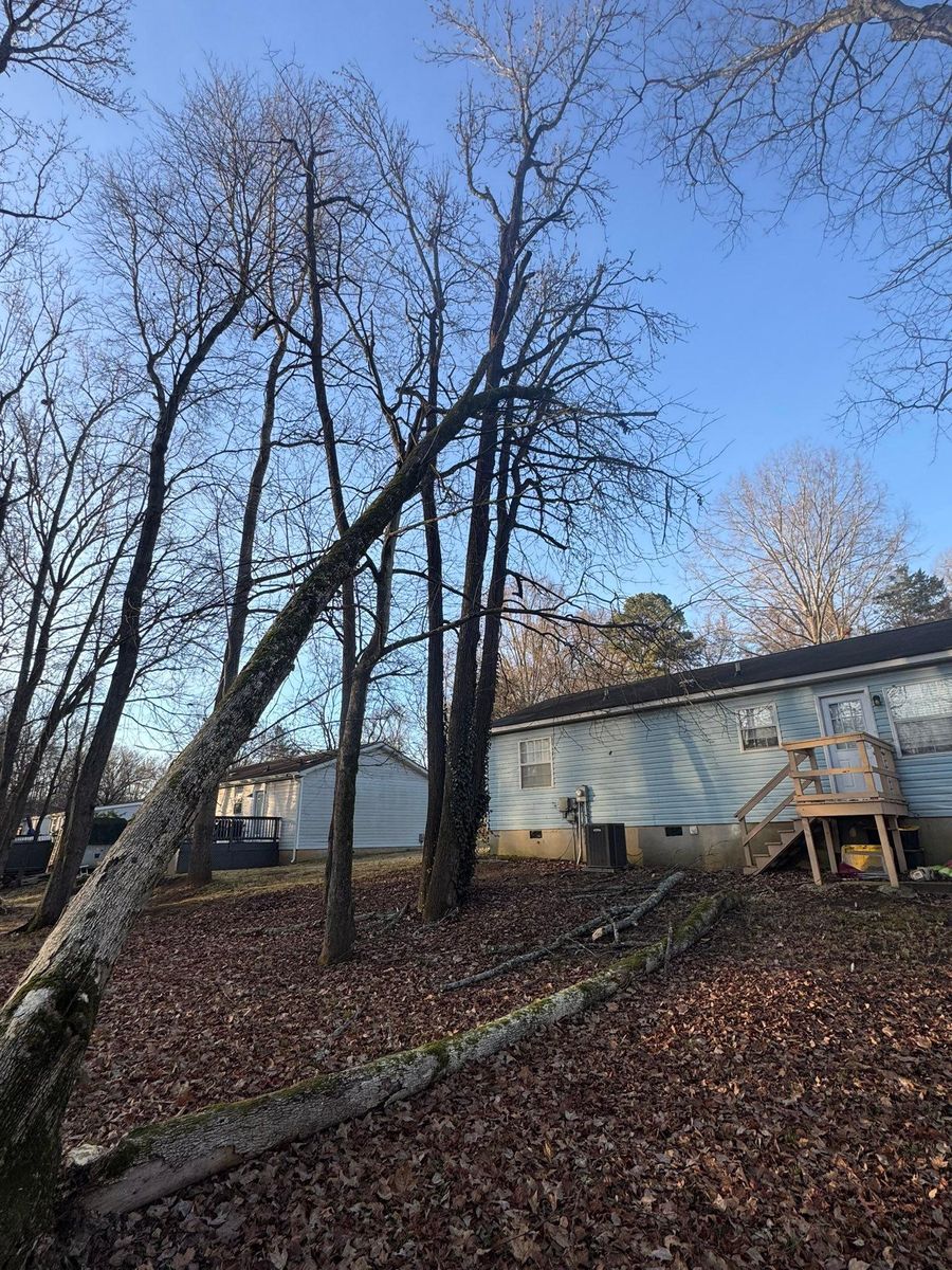 Tree Removal for Pedro's Tree Removal in Charlotte, NC