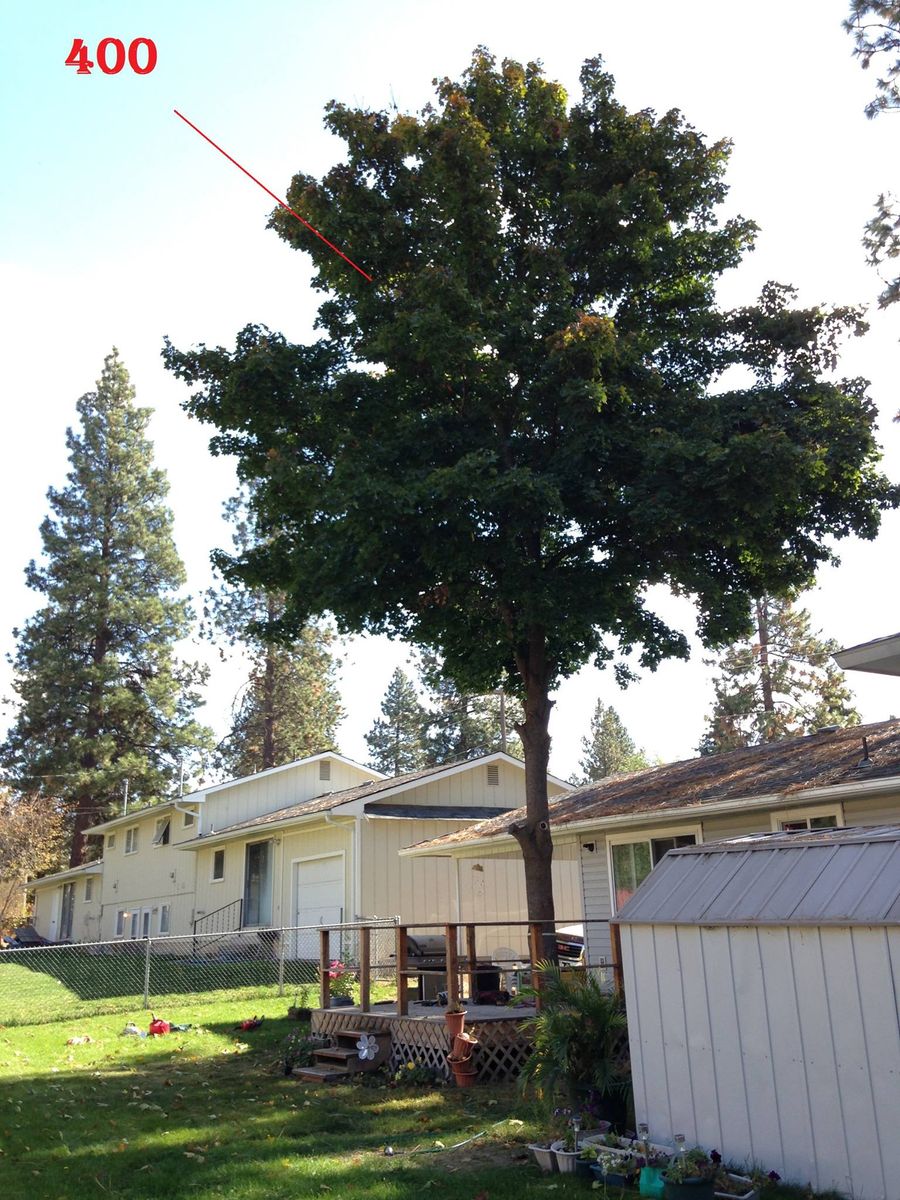 Tree Trimming for IOL TREE EXPERTS in Spokane Valley, WA