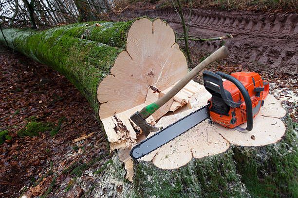 Tree Removal for Randall Gary’s Tree Service in Big Sandy, TX