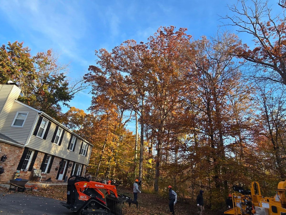 Tree Trimming for W D Giampa Lawns and Landscape Inc. in Manassas, VA