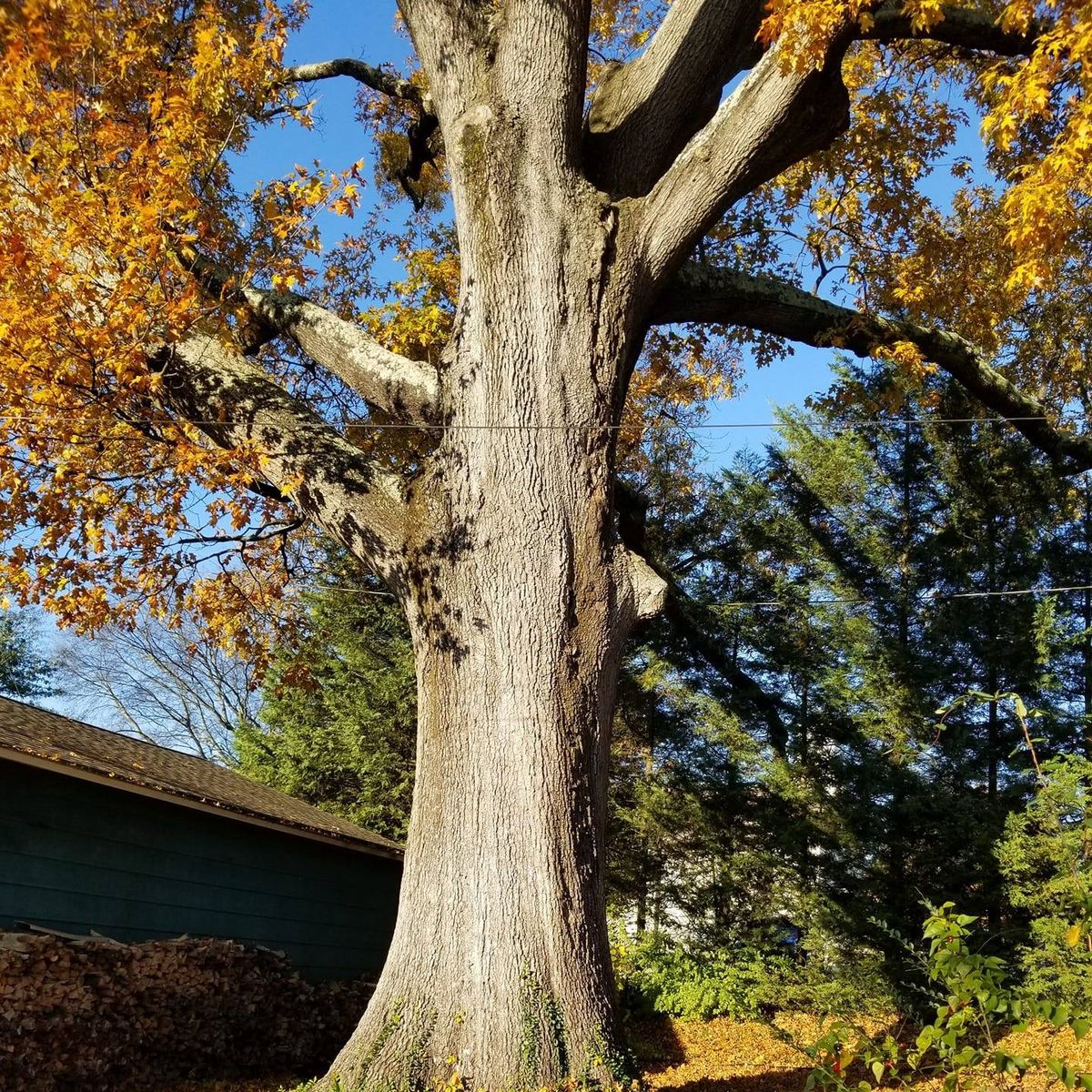 Fall Clean Up for Rush Tree Specialist in Knoxville, TN