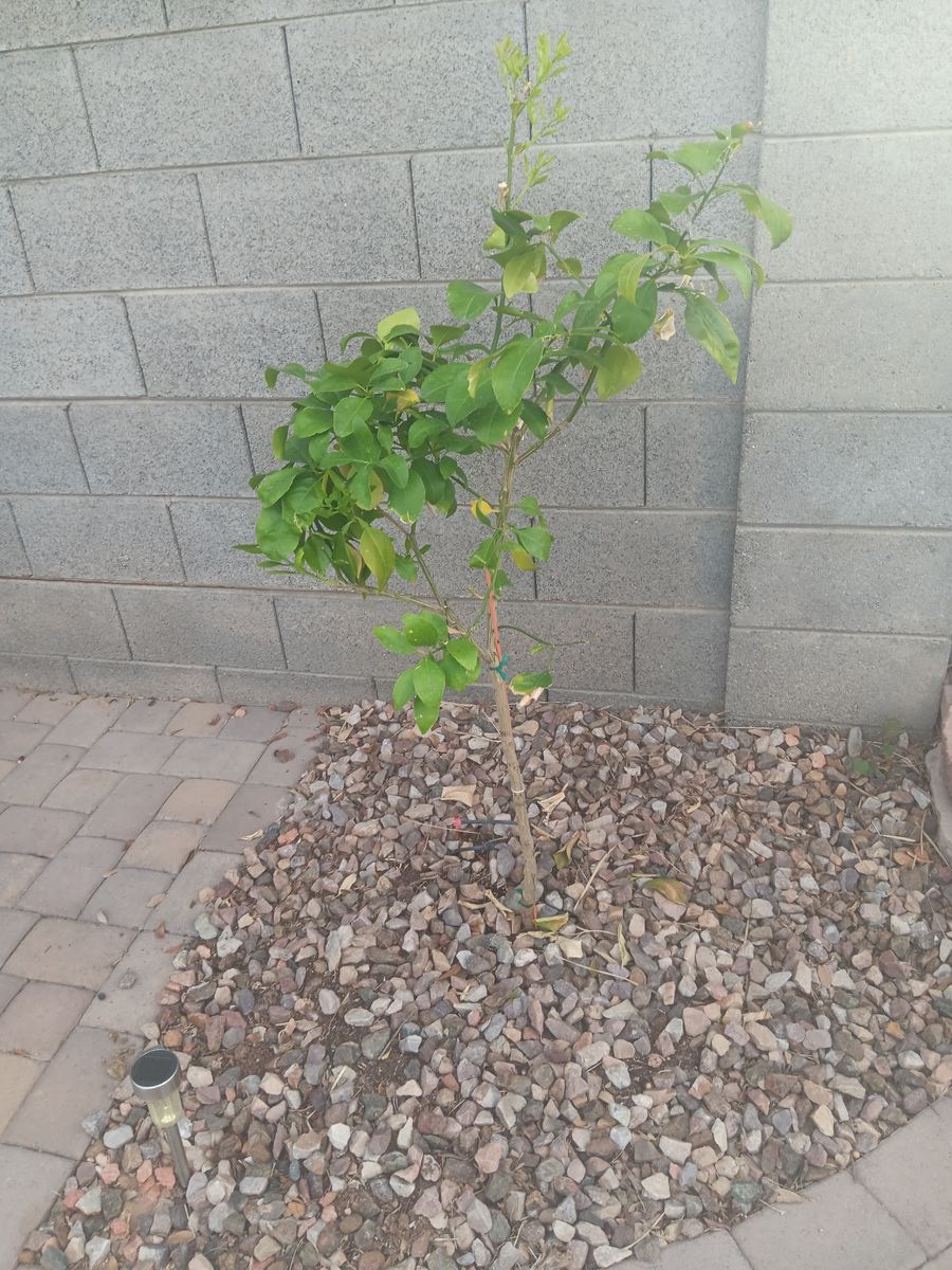 Rock Removal for Family Landscaping in Phoenix, AZ