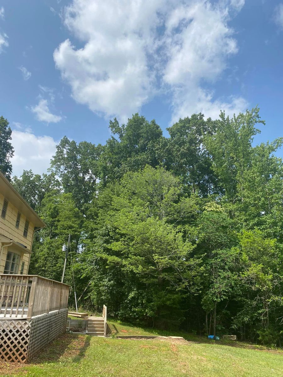 Tree Trimming for Ascending Tree Service LLC in Kenbridge, VA