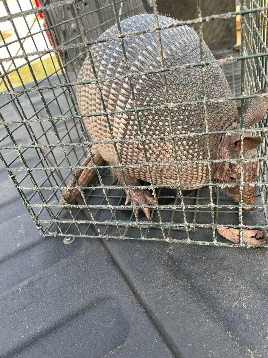 Armadillos for North Brevard Wildlife Solutions in Mims, FL