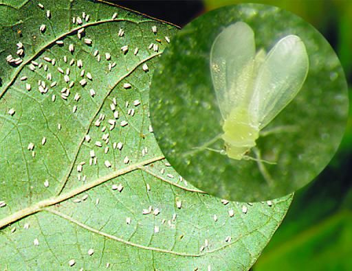 Lawn Care for Kathleen's Lawn & Shrub Care in Augusta, GA