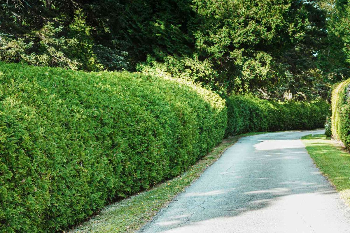 Shrub Trimming for Wininger Landscaping in New Richmond, IN