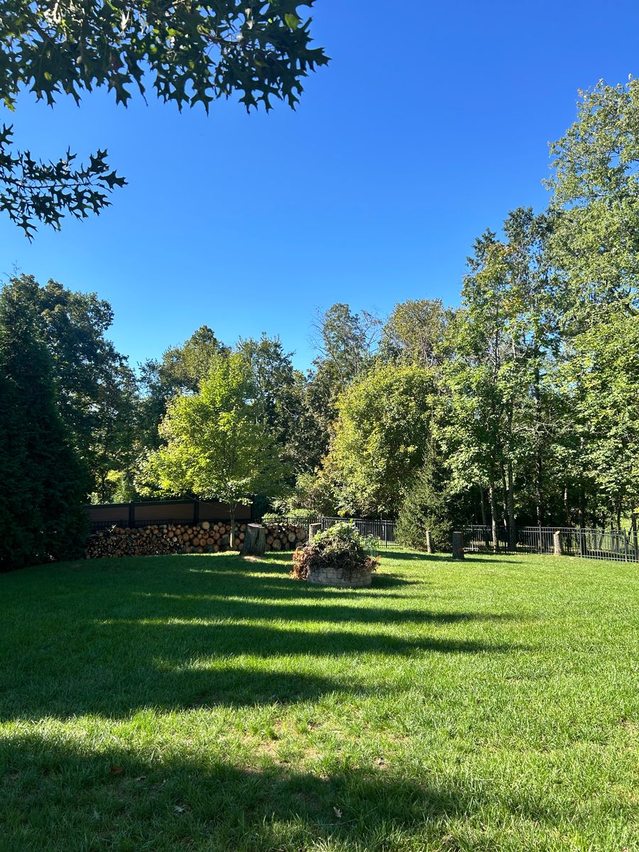 Tree Removal for Terra Steel Creations in Independence, KY