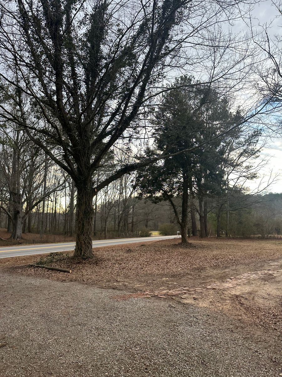 Tree Trimming for ArborMax in Thomaston, GA