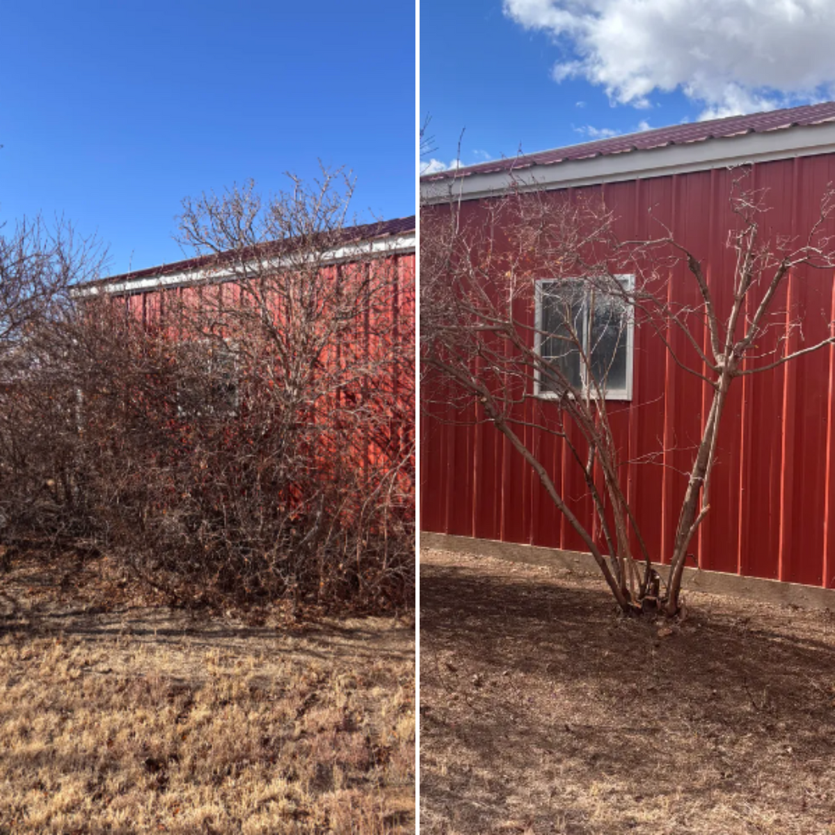 Tree & Shrub Care for Marple Services in Amarillo, TX