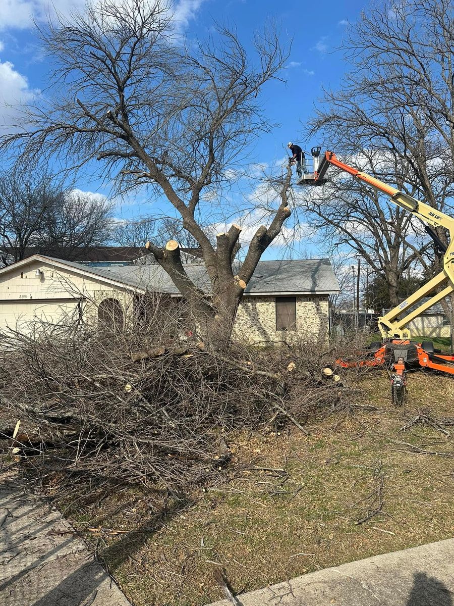 tree service- trimming and removals for CrossCut in Kempner, TX