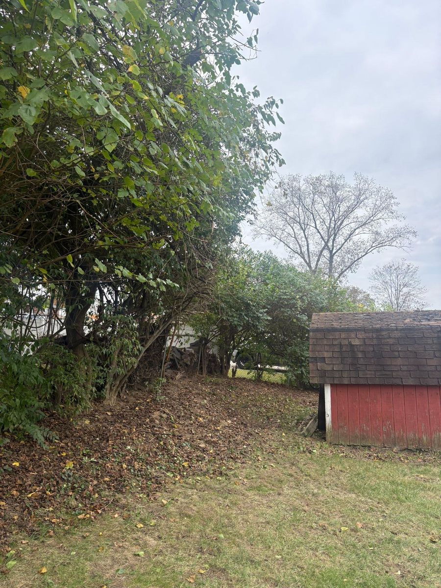 Tree Trimming for Dig-It Tree Company in Mason, OH