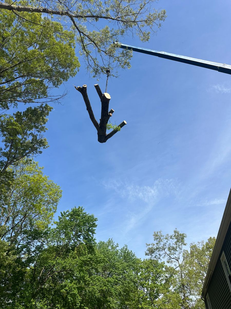 Tree Removal for DIAZ TREE in Stafford, VA