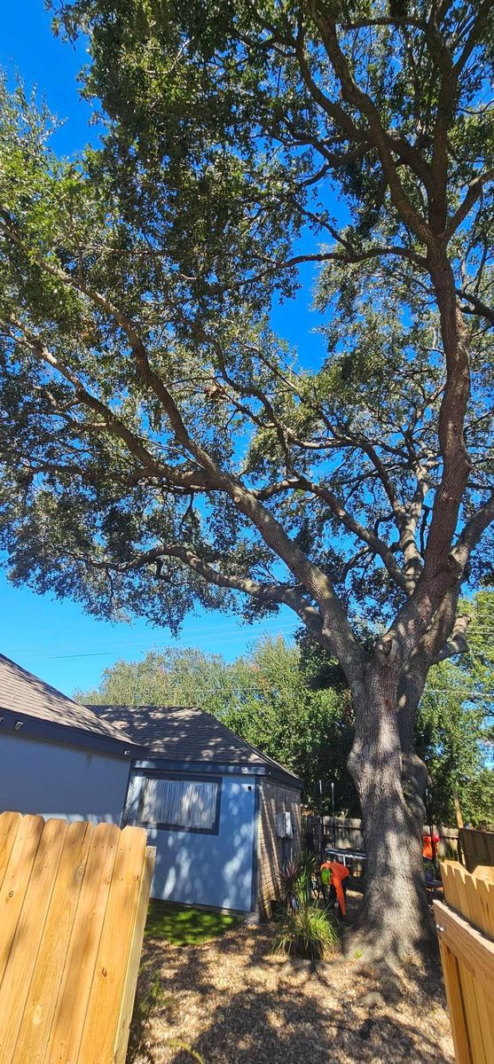 Tree Removal for Servin's Tree Care  in Houston, TX