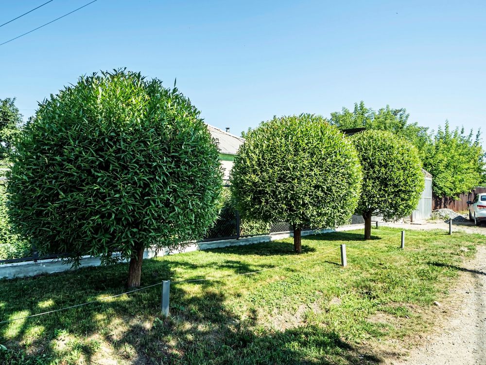 Tree Trimming for Juniors Lawn Service in Waxahachie, TX
