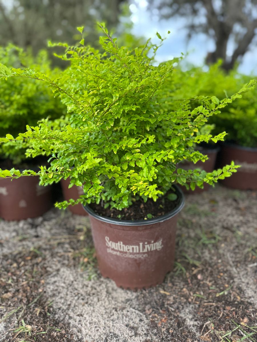 Shrubs for Southern Roots Tree Farm in Crystal River, FL