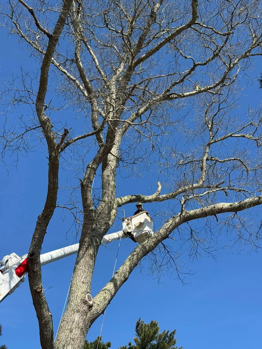 Tree Removal for Robery's Tree Service in West Wareham, MA