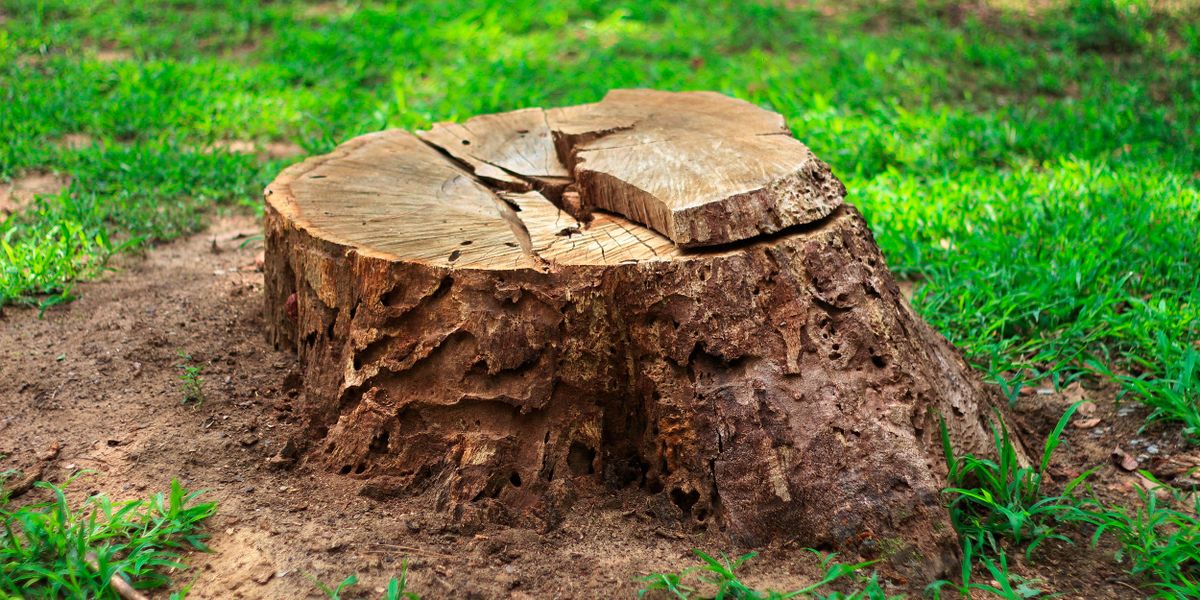 Tree Removal for Gallardos Forestry Tree Service in Bakersfield, CA