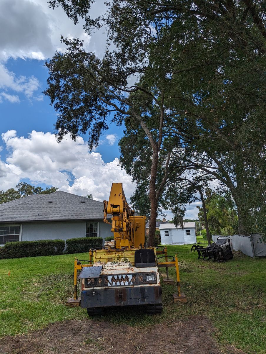 Tree Removal for Regal Tree Service and Stump Grinding in Wauchula, FL