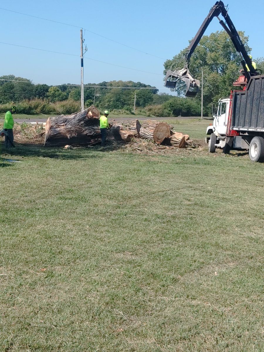 Tree Removal for Mitchell Tree Company in Lathrop, MO