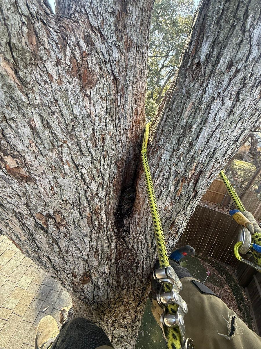 Tree Treatment for Blu-J Tree Care in Arlington, TX