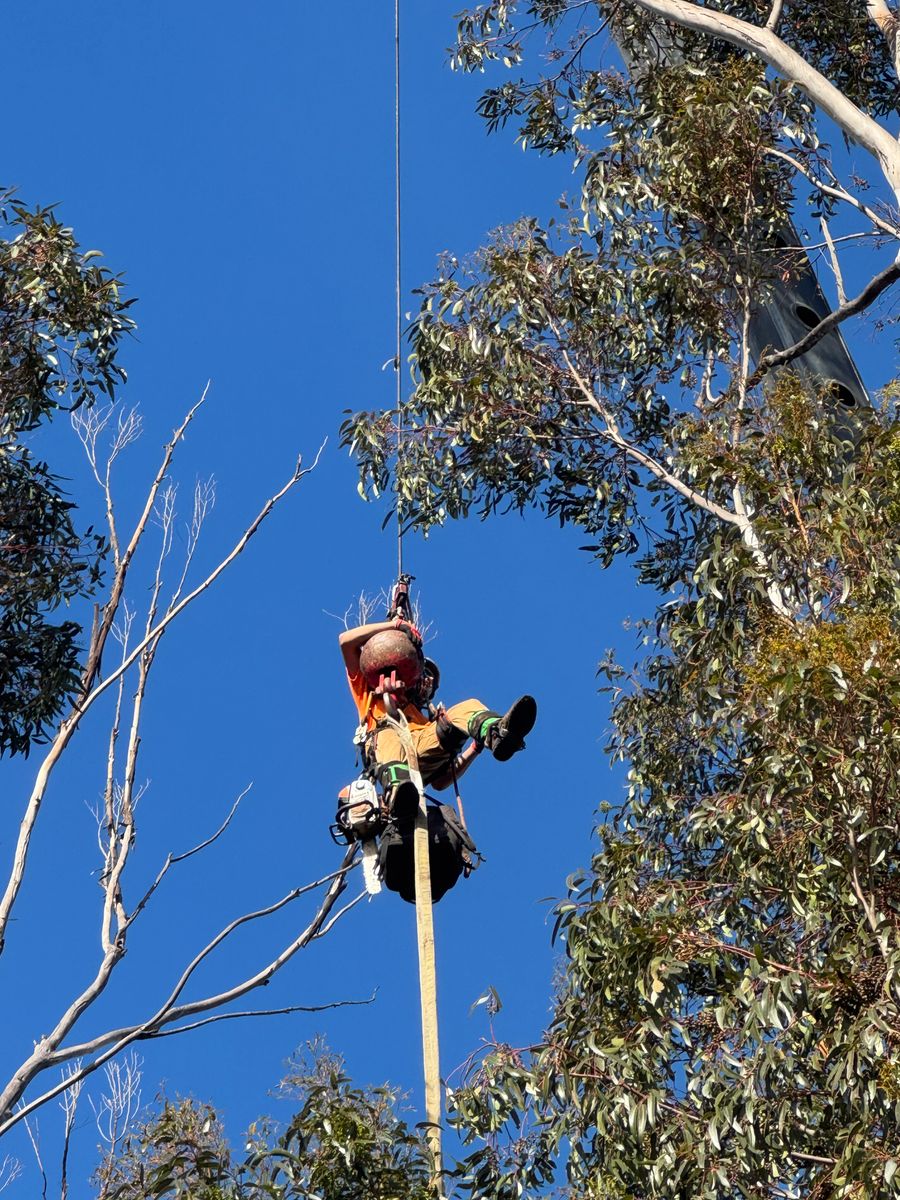 Tree Services for The Tree Fairy in Julian, CA