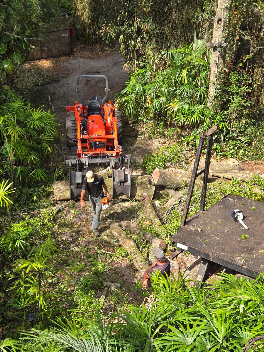 Tree Removal for Near Me Tree Service, Inc. in DeLand, FL