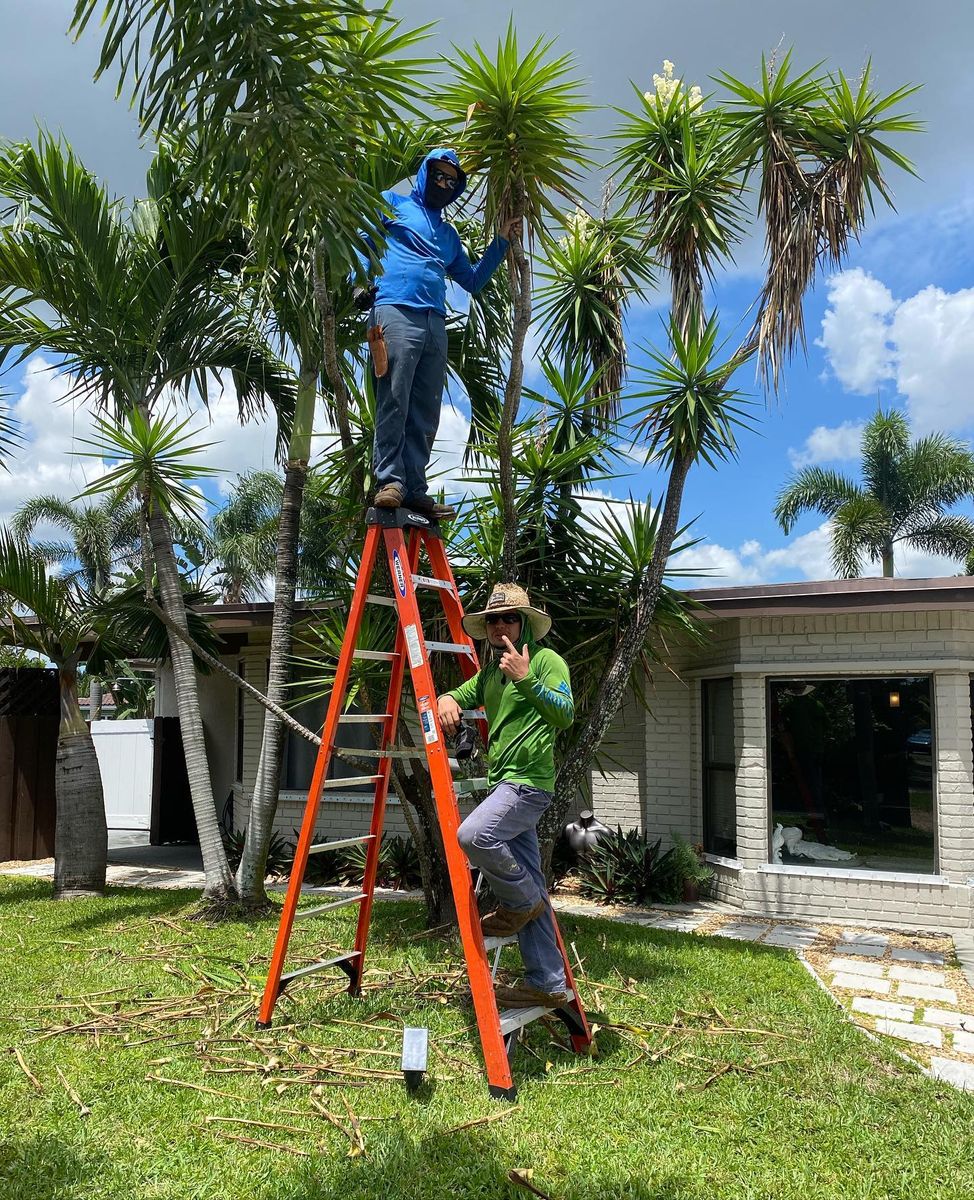 Tree Trimming for Green Touch Property Maintenance in Broward County, FL