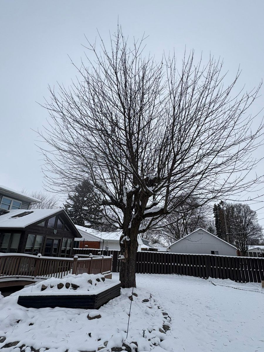 Tree Removal for Dig-It Tree Company in Mason, OH