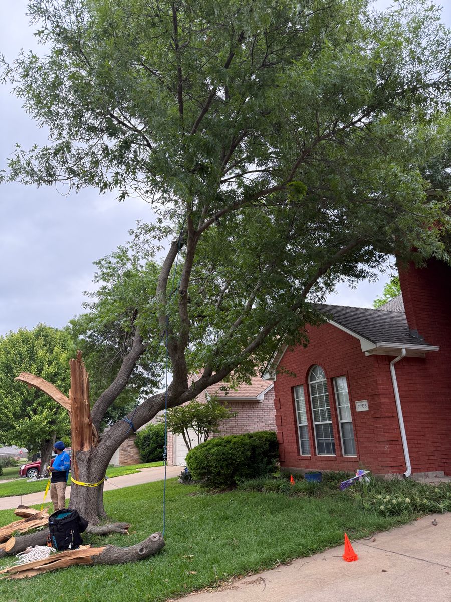 Tree Removal for Blu-J Tree Care in Arlington, TX